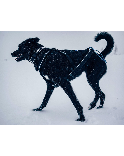 Non-stop polar collar 2