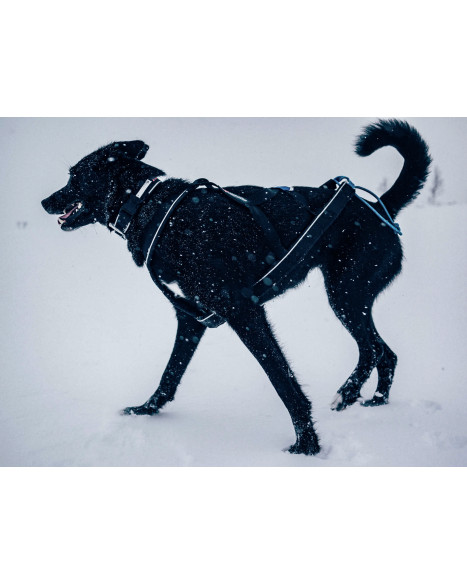 Non-stop polar collar