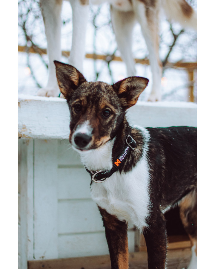 Non-stop polypro collar Adjustable