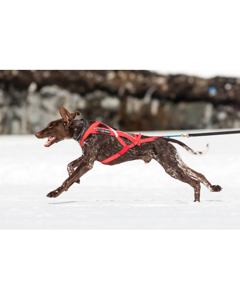 Non-stop Combined harness 2